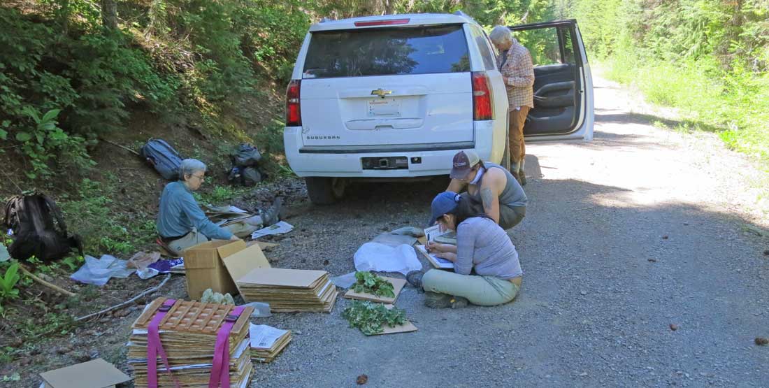 Pressing plants in the shade during the 2021 Burke Museum Herbarium Foray, which took place during a historic heat wave. 