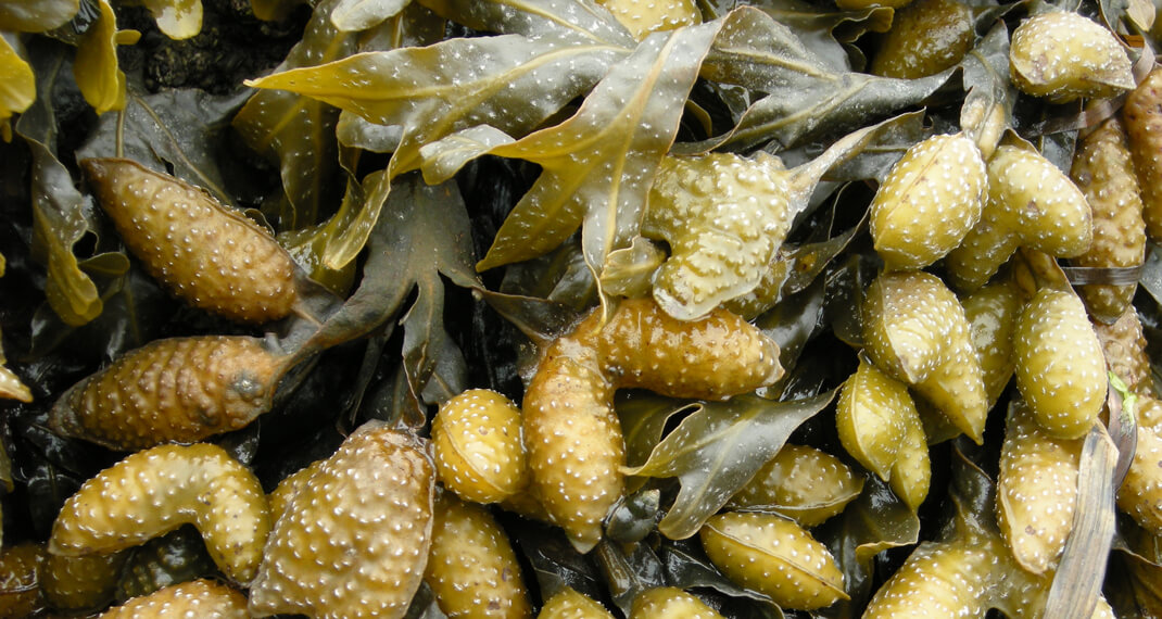 close up of live algae