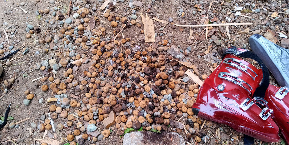 A pair of ski boots lays on the ground with a pile of truffles next to it