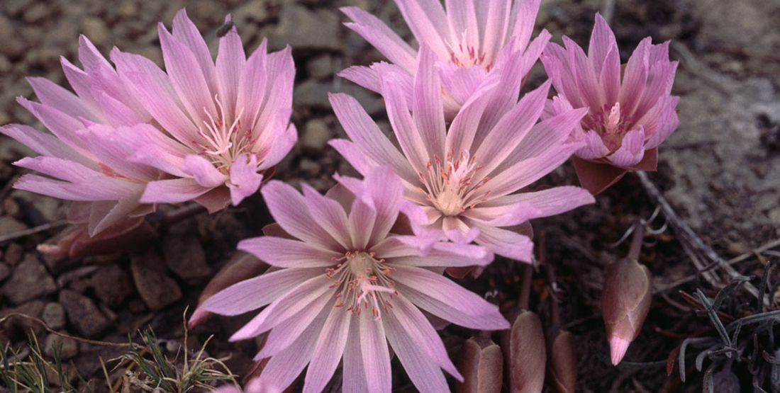 close up of a flowering plant