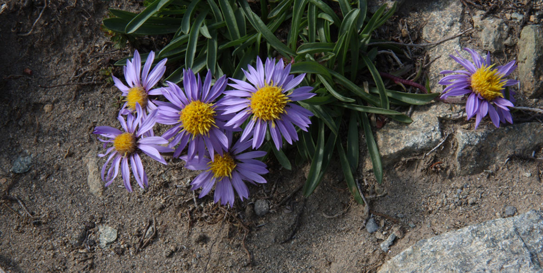 close up of a flowering plant