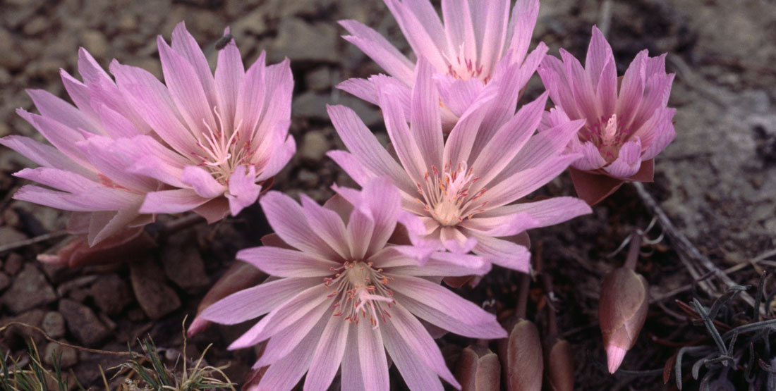 close up of a pink flowering plant