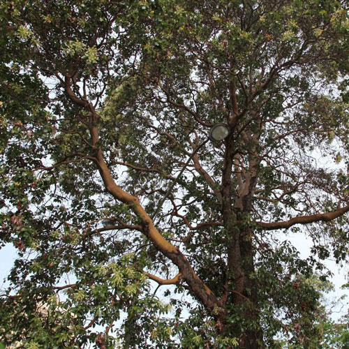 madrone tree