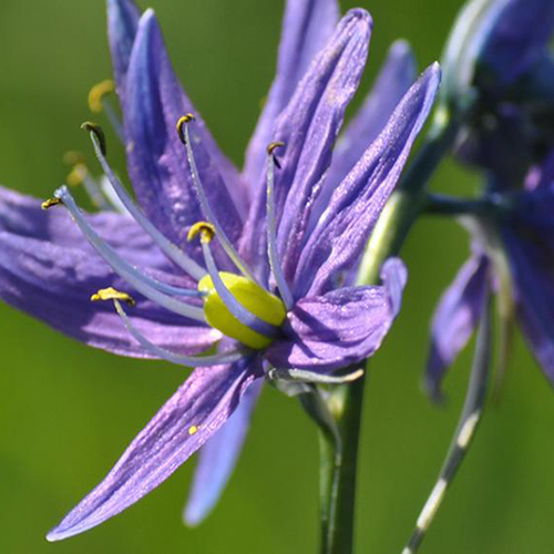 close up of purple camas in bloom