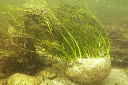 An underwater photo of river weed attachd to a rock
