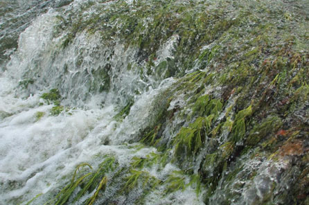 River weed attached to rocks while water flows over them