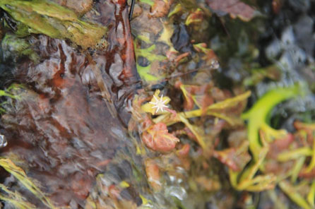 A close up of a small white flower growing above the river