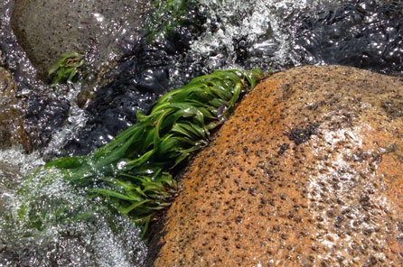 A clumb of river weed growing on the side of a rock in the water