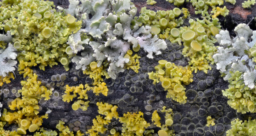 twigs with bright green lichen covering them