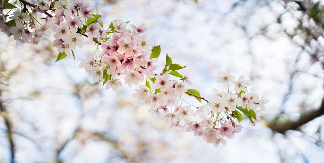 cherry blossoms bloom against a blue sky