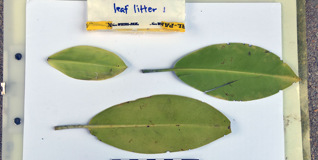 three green leaves on a white piece of paper