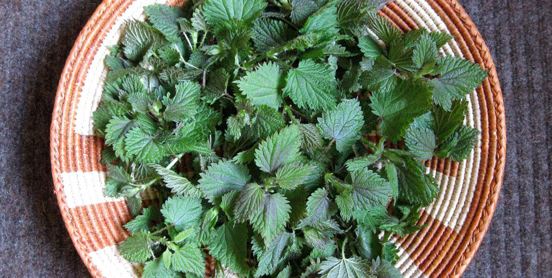 basket filled with stinging nettle leaves