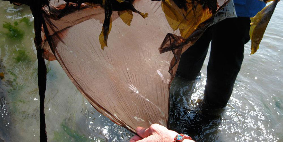 a person stretches out seaweed while harvesting it from the water