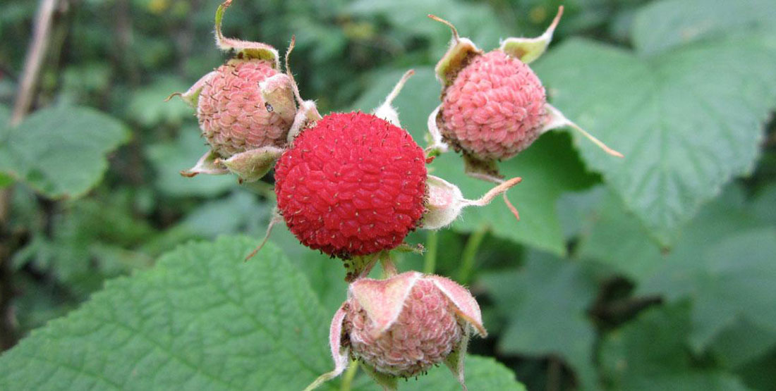 close up of thimbleberry growing wild