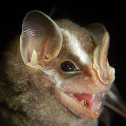 photo of the face of a bat
