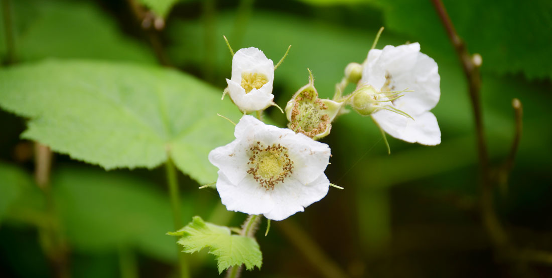 thimbleberry flowers