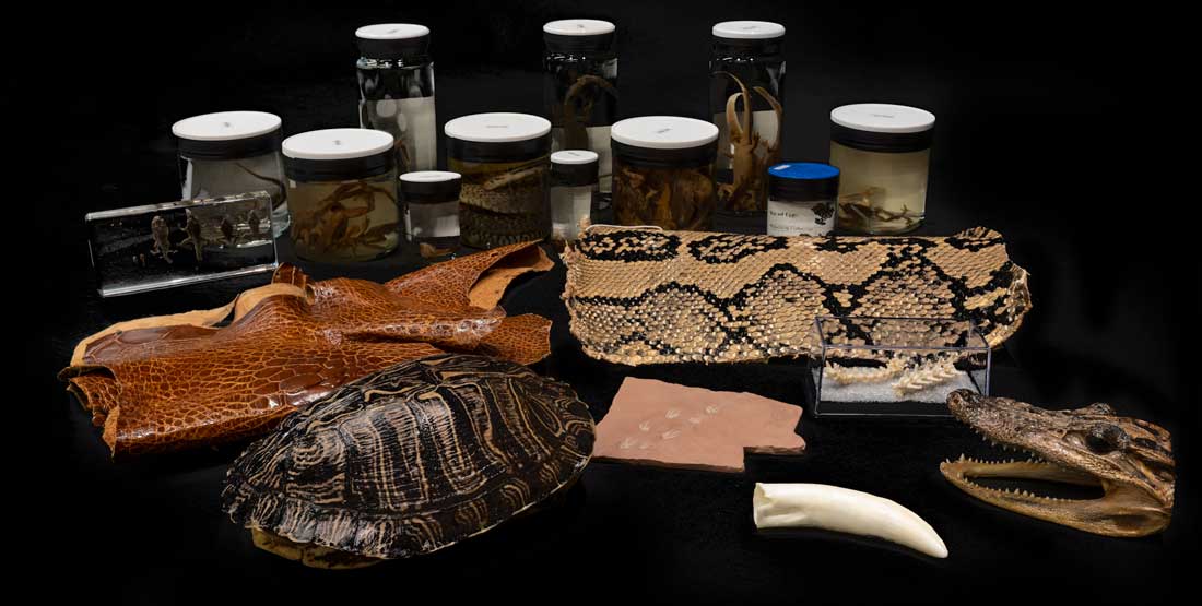 contents of the amphibians & reptiles burke box spread out on a black background