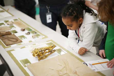 Little Dinos Museum Takeover a student interacts with a dino skull cast during a school program