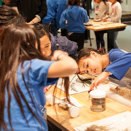 students look at biology specimens up close during a field trip at the burke