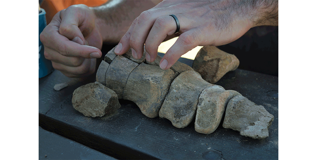 articulated hadrosaur toe