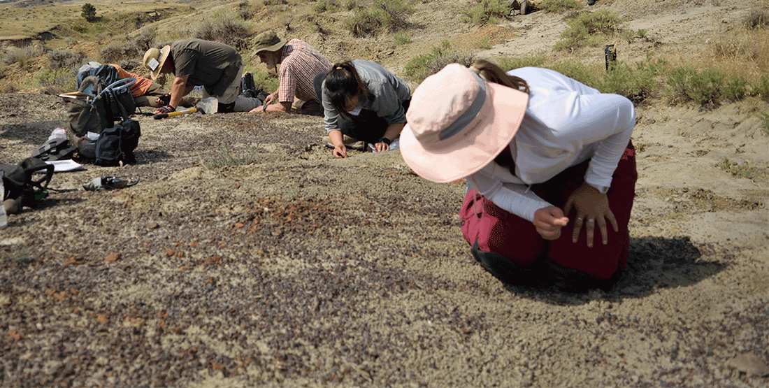 dig participants look for fossils in the field
