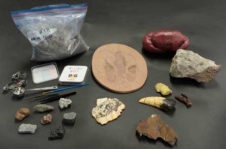 contents of the DIG: microfossils box