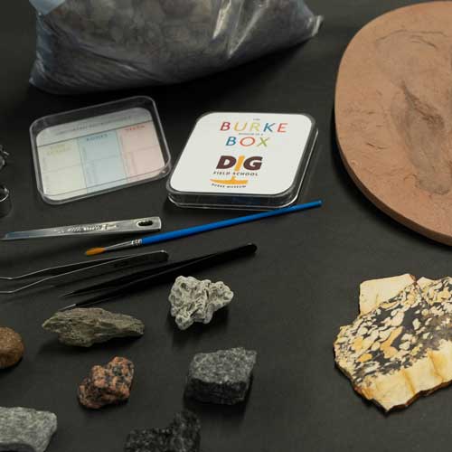 dig microfossils box