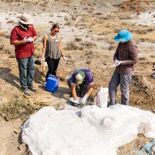 participants in the dig field school stand around a plaster jacket made for a fossil