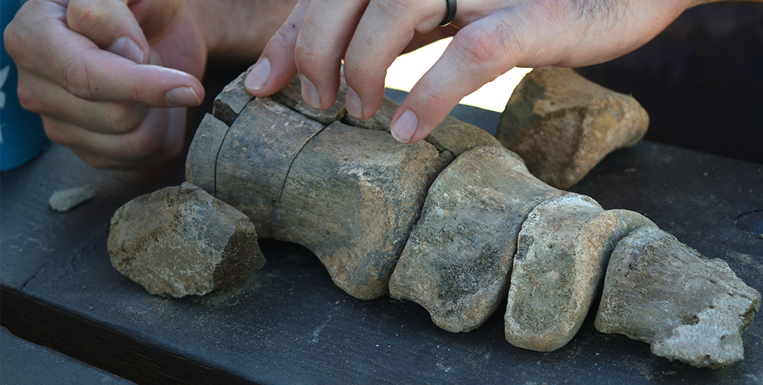 articulated hadrosaur toe