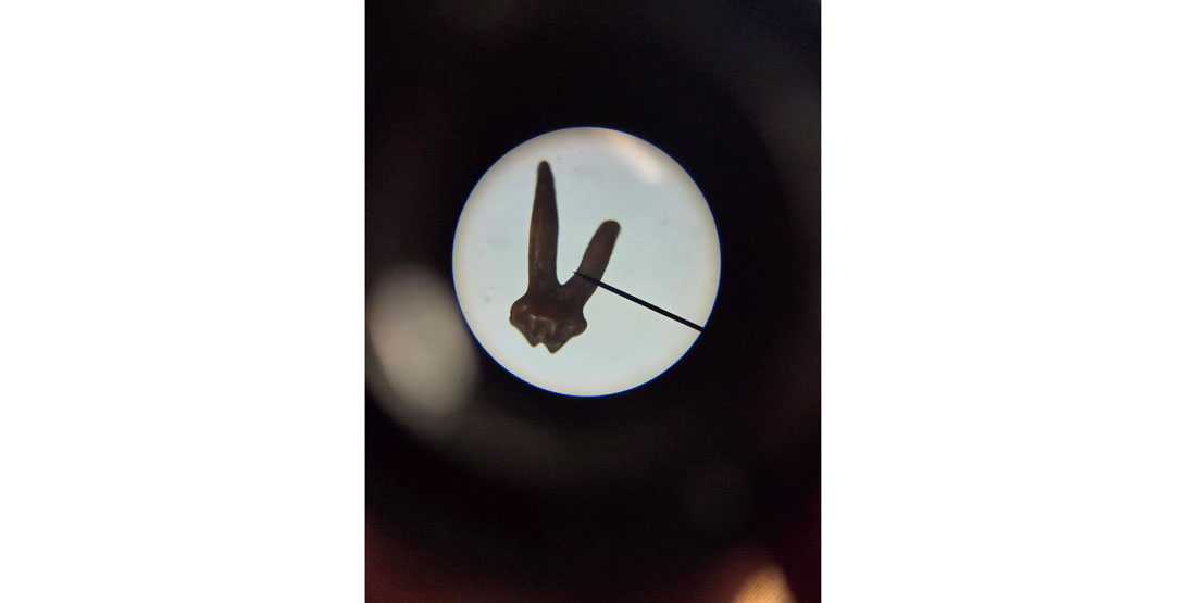 photo of a microfossil through a microscope