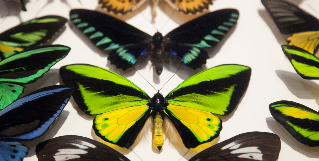 butterfly specimens