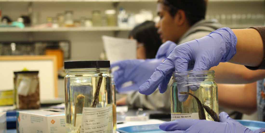 fish specimens in the burke museum fish collection