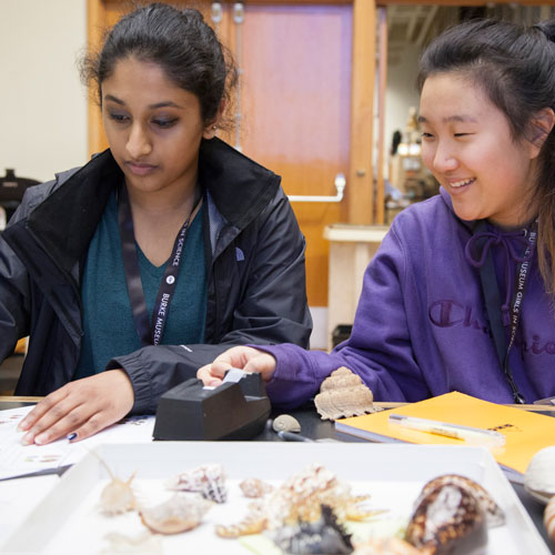 participants research shell specimens