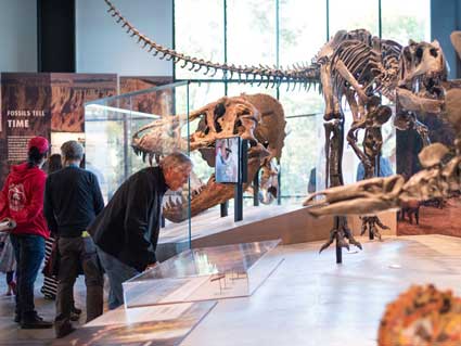 Dinosaurs Burke Live! program visitors in the fossils uncovered gallery at the burke museum