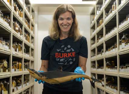katherine maslenikov holds a shark specimen in the fish collections