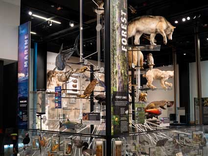 Ecosystems Burke Live! program food web in the amazing life gallery at the burke museum