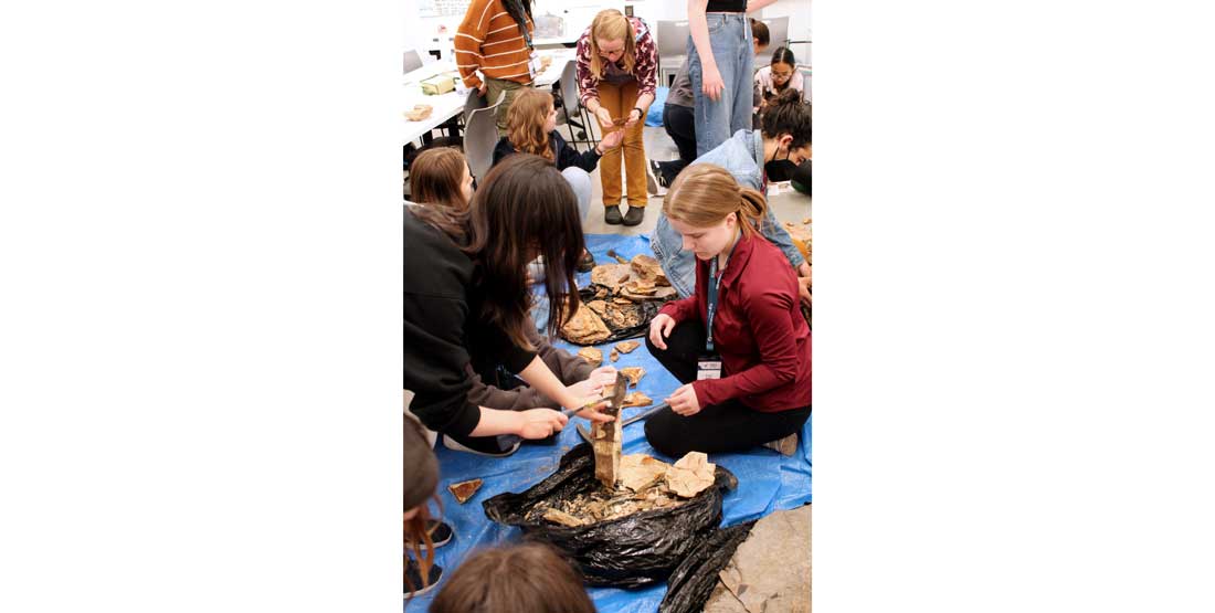 participants look for plant fossils