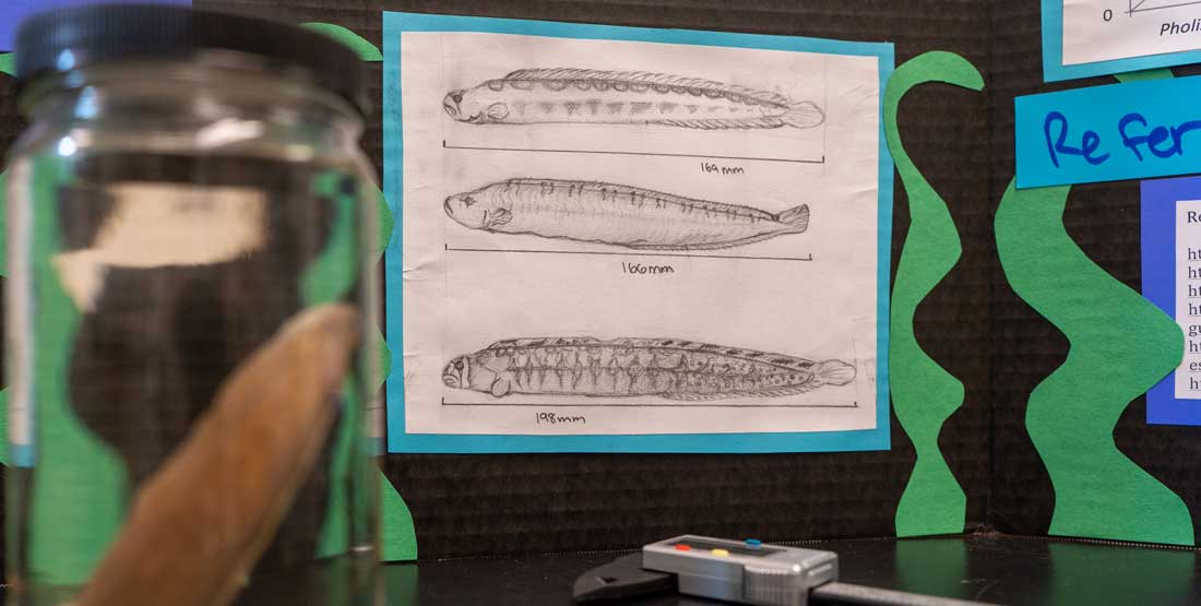 detail of fish presentation poster