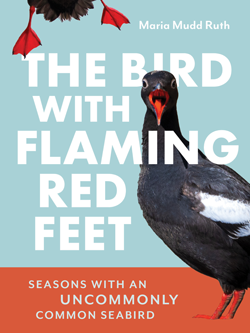 bird with the flaming red feet