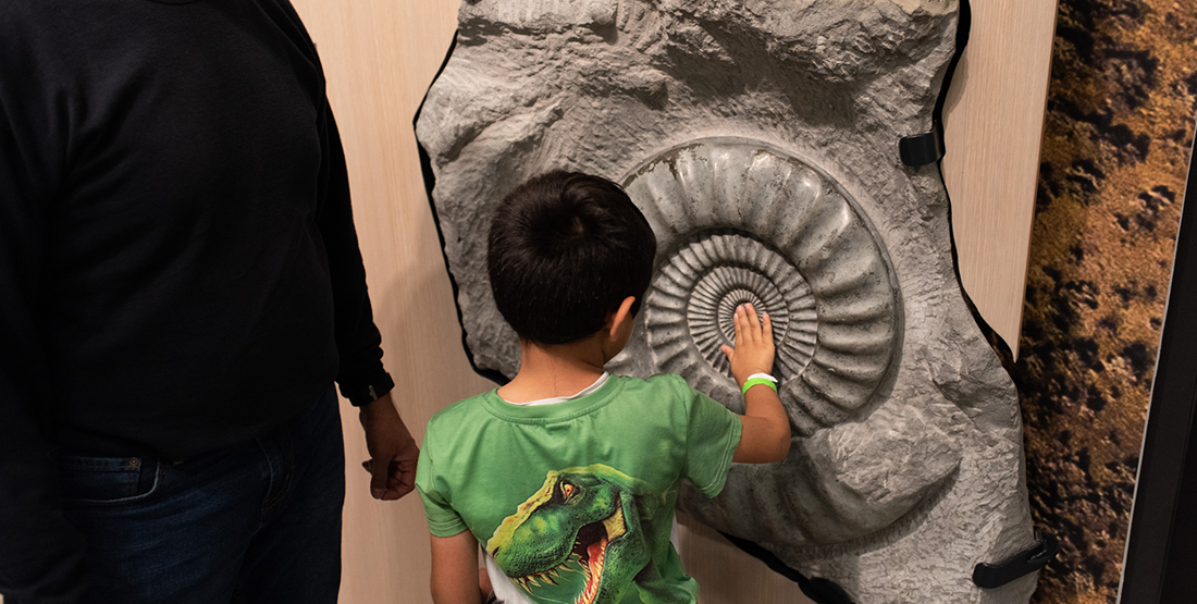 Young boy touching a large ammonite fossil