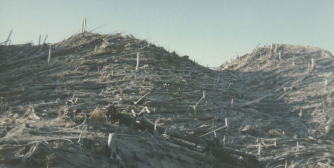 Trees fallen and ash on a slope of a mountain