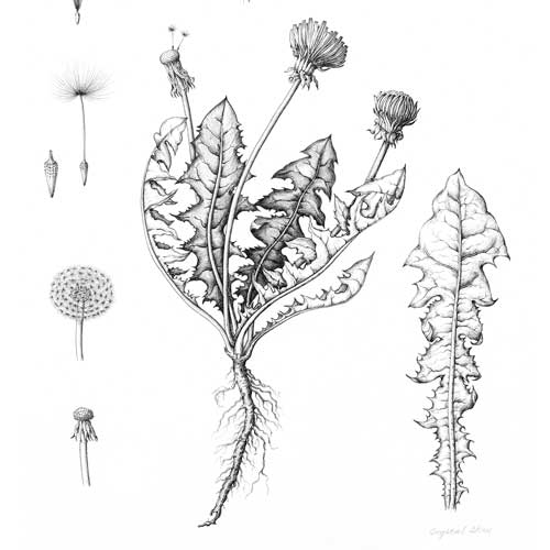 Illustration by Crystal Shin.