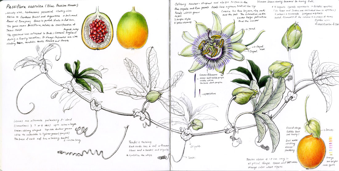 a spread of a sketchbook with botanical illustrations in black and white and color