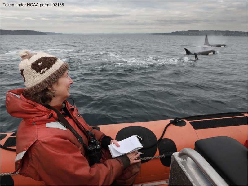 Lynda and orcas, taken under NOAA permit 21348 photo by Steve Ringman