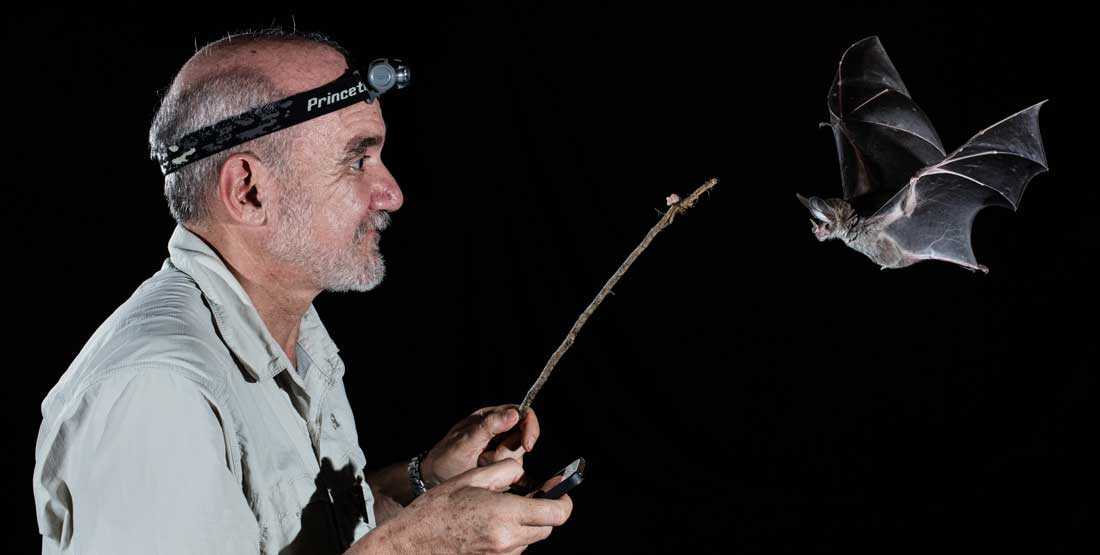 Rodrigo A. Medellin interacts with a bat