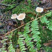 mushrooms and ferns on a forest floor