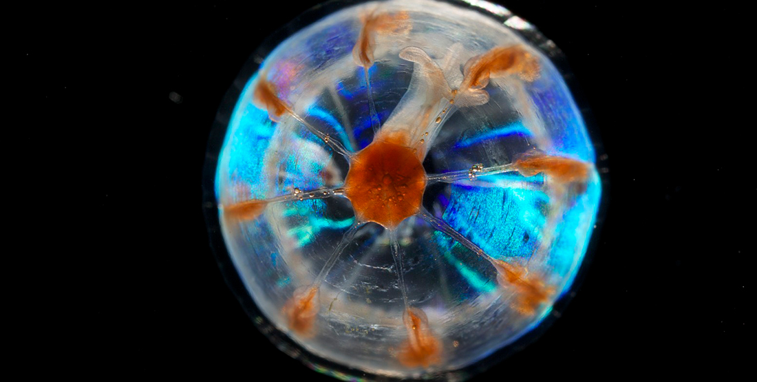 A closeup of a jellyfish