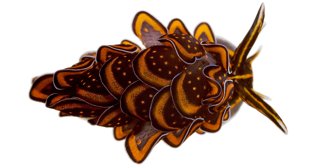 Closeup of a sea slug