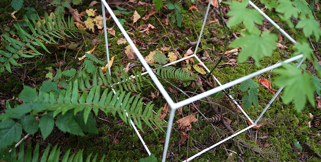 a plastic cube-shaped frame sits on the ground of a forest surrounded by ferns and leaves