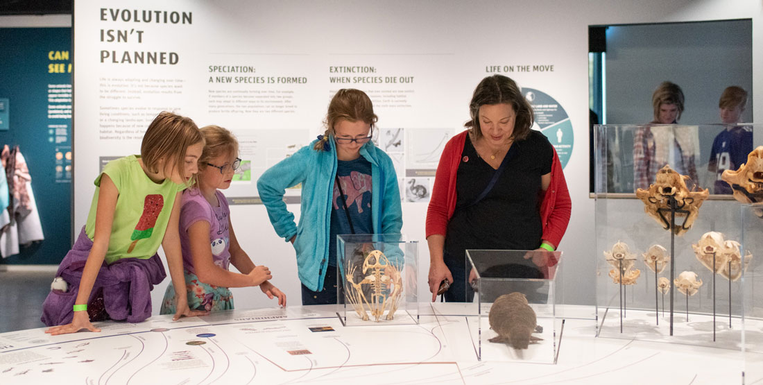 a family looks at skulls in a case in the gallery